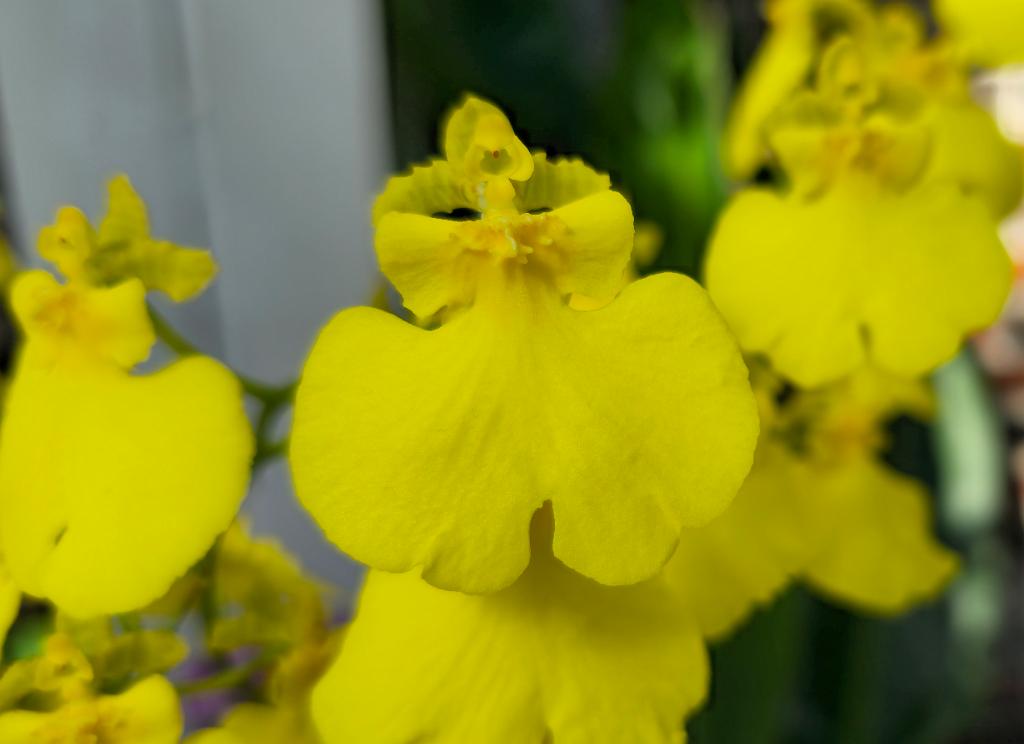20250222_140309 Tower Hill Botanic Garden, MA.jpg - Orchid (Oncidesa Sweet Sugar 'Lemon Drop'). New England Botanic Garden at Tower Hill, MA, 2-22-2025
